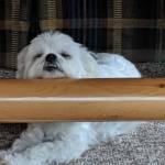 Denise Grazian Profile Picture