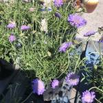 IceniB Profile Picture