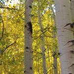 Donna Averill Profile Picture