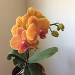 EllenCariaga Profile Picture