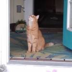 Susie Juma Profile Picture