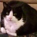 Joanne Sohl Profile Picture