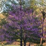 Robin Casey Profile Picture