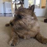Norwich and Norfolk Terriers Profile Picture