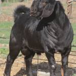 Shawna Hamilton Pond De Rosa,Boer Goats Profile Picture