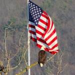 MacombMike Profile Picture