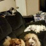 Lois Marshall Profile Picture