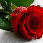 Janet Brinley Profile Picture