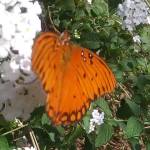 ellemdarby Profile Picture