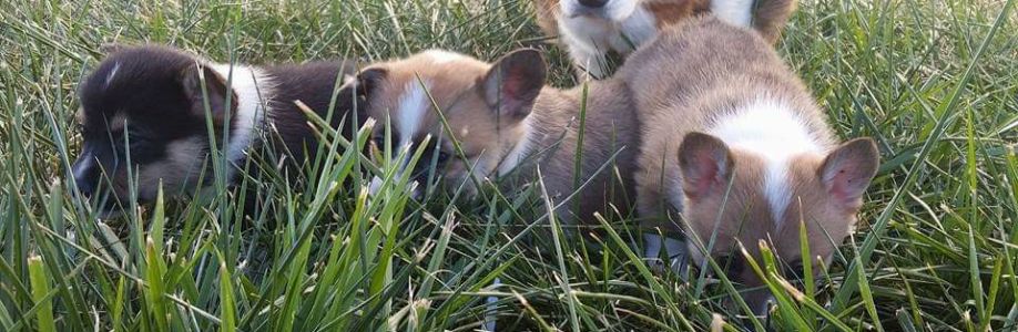 Triple Cross Corgis Cover Image