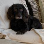 Mark Dickerson Profile Picture