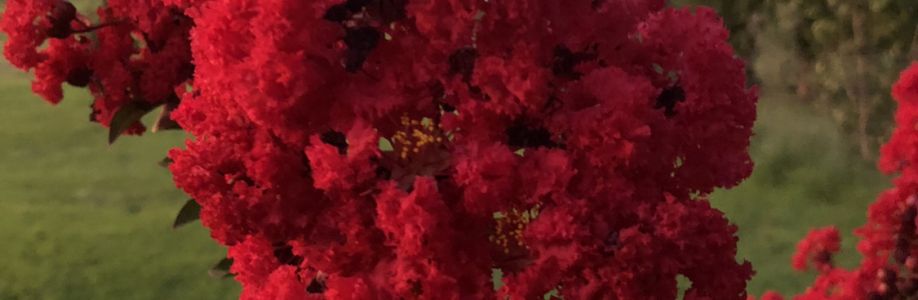 Shannon Jenkins Cover Image