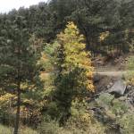 Laura Barnes Profile Picture