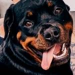 Kelly Palos Profile Picture