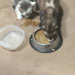 Nicole Gray Profile Picture