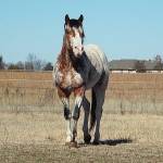 Appaloosa Stallions Profile Picture