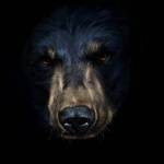 bearcat Profile Picture