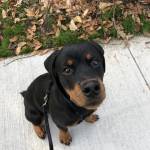 Troopermom Profile Picture