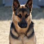 Diana Brukhoffer Profile Picture