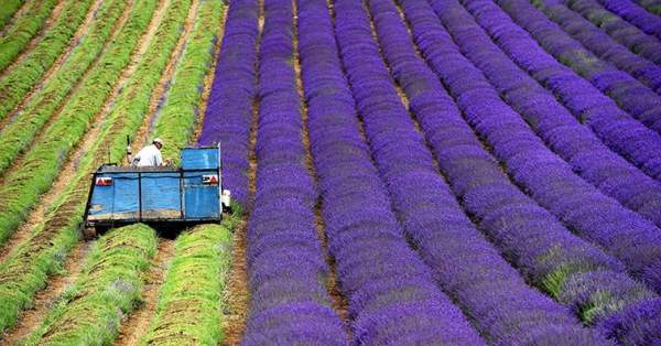 The Mesmerizing Beauty Of Harvesting Lavender