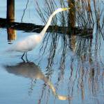 CBaxter Profile Picture