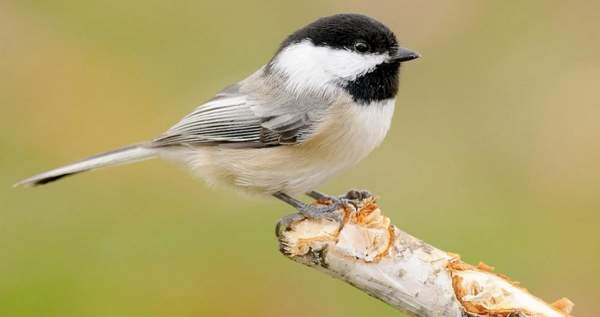 Black-capped Chickadee Sounds, All About Birds, Cornell Lab of Ornithology