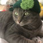 Michelle Steinberg Profile Picture