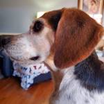 Laurie Dickson Profile Picture