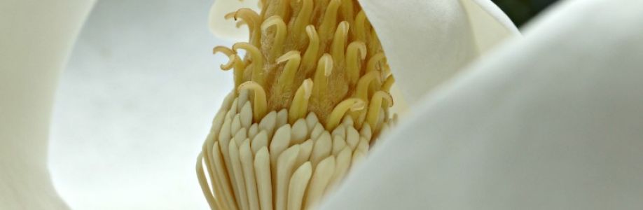 Mars Valdivia Cover Image