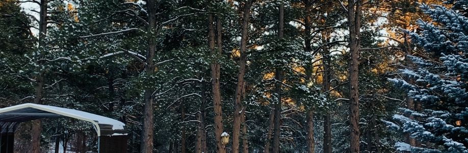 Sandy Welbon Cover Image