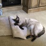 Melinda Chrisman Profile Picture