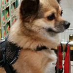 AnnGi Profile Picture