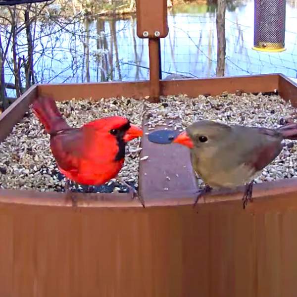 Cornell FeederWatch Cam | Cornell Lab Bird Cams 			Cornell Lab Bird Cams