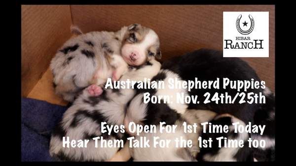 Aussie Puppies Born Nov. 24th, 2020 - Eyes Open For 1st Time Today & 1st Barks