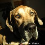 lastokes Profile Picture