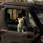 Dale S Hamson Profile Picture