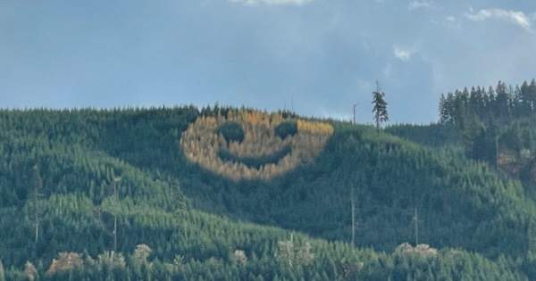 Here's Who Planted a Giant Smiley Face Out of Trees on Hillside
