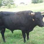 Old Bull Profile Picture