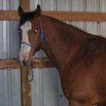 SheilaNeal Profile Picture