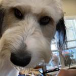 Kirkrushing Profile Picture