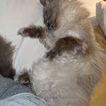 CyndiBird Profile Picture