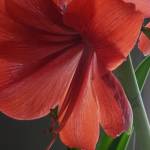 Mandy Bergerson Profile Picture