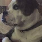 Debbie Mangini Profile Picture