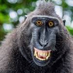 MonkeyBusiness Profile Picture