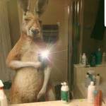 kangaroocrazy Profile Picture