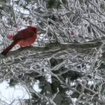 Janice Conger Profile Picture