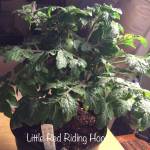 Jean Peppers Profile Picture