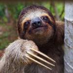 Sloth Verine Profile Picture