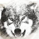 WarWolf Profile Picture