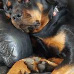 Rhonda Bucklin Profile Picture